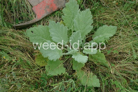 sage, Mediterranean